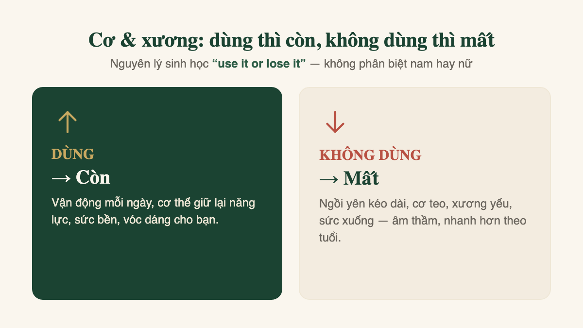 Cơ và xương: dùng thì còn, không dùng thì mất — nguyên lý use it or lose it